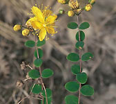 Hypericum nummularium