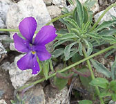 Viola valderia