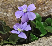 Viola nummulariifolia