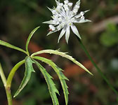 Astrantia minor