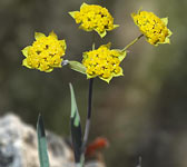 Bupleurum ranunculoides