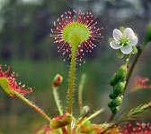 Drosera rotundifolia