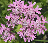 Heracleum austriacum