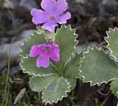 Primula marginata