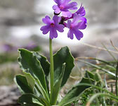 Primula latifolia