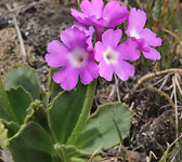 Primula villosa