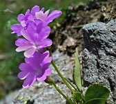 Primula pedemontana