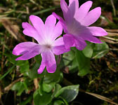 Primula integrifolia