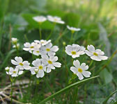 Androsace lactea