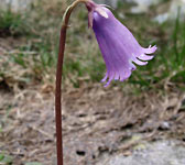 Soldanella pusilla