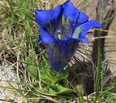 Gentiana alpina