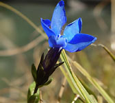 Gentiana bavarica