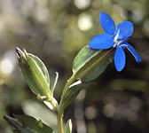 Gentiana utriculosa