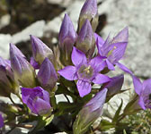 Gentianella aspera