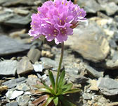 Armeria alpina