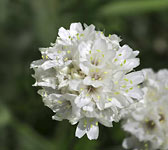 Armeria pubinervis