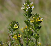 Euphrasia minima