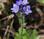 Veronica alpina