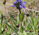 Veronica bellidioides