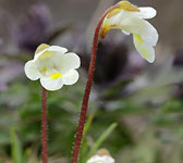 Pinguicula alpina