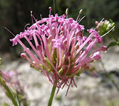 Centranthus angustifolius