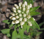 Campanula petraea