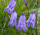 Campanula excisa