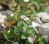 Valeriana elongata