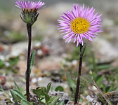 Erigeron uniflorus