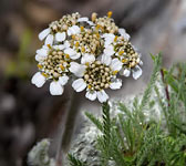 Achillea nana