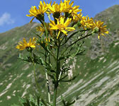 Senecio subalpinus