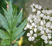 Achillea macrophylla