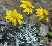 Senecio uniflorus