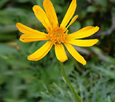 Senecio abrotanifolius