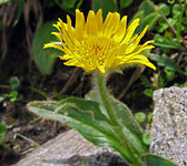 Doronicum clusii