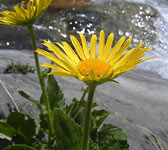 Doronicum grandiflorum