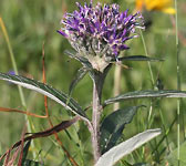 Saussurea discolor