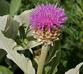 Leuzea rhapontica