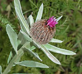 Centaurea uniflora