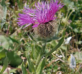 Centaurea nervosa