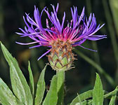 Centaurea triumfettii