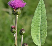 Cirsium heterophyllum