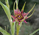 Tragopogon porrifolius