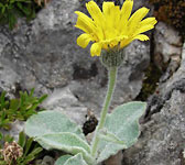 Hieracium tomentosum