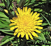 Hieracium bupleuroides