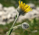 Hieracium villosum