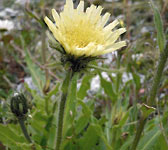 Hieracium intybaceum