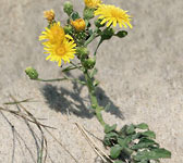 Hieracium eriophorum