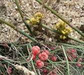 Ephedra distachya