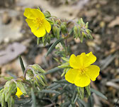 Helianthemum syriacum